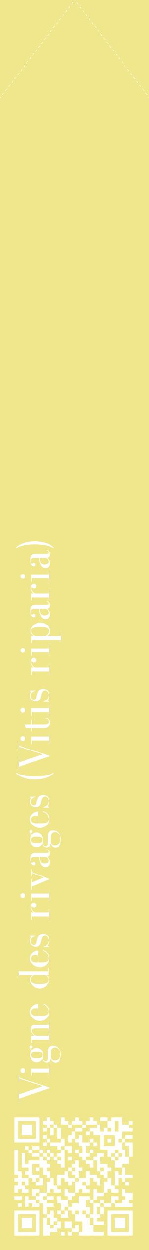 Étiquette de : Vitis riparia - format c - style blanche20_simplebod avec qrcode et comestibilité
