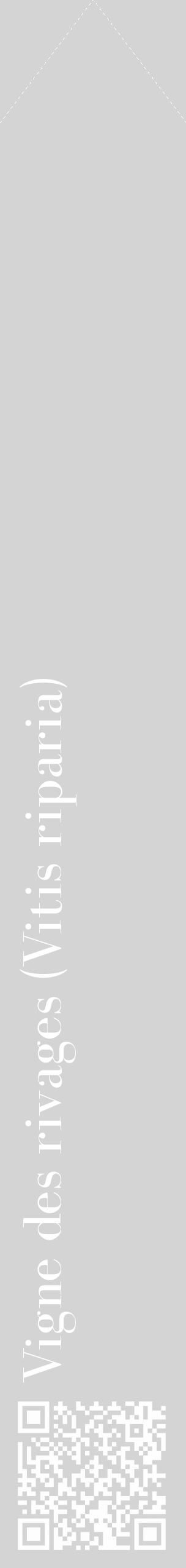 Étiquette de : Vitis riparia - format c - style blanche40_simple_simplebod avec qrcode et comestibilité - position verticale