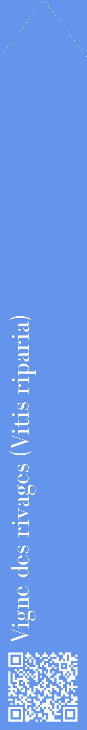 Étiquette de : Vitis riparia - format c - style blanche4_simplebod avec qrcode et comestibilité