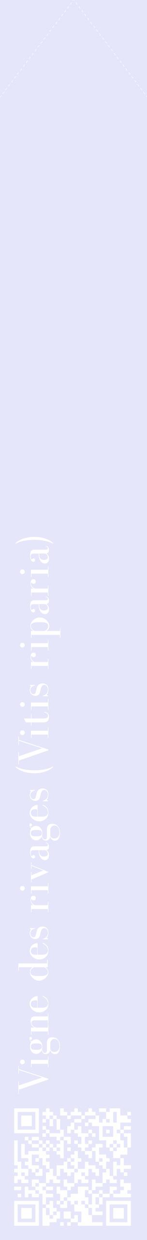 Étiquette de : Vitis riparia - format c - style blanche55_simplebod avec qrcode et comestibilité