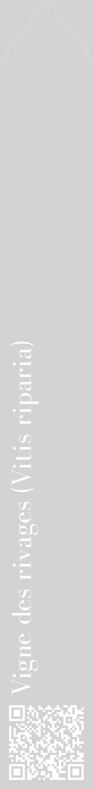 Étiquette de : Vitis riparia - format c - style blanche56_simplebod avec qrcode et comestibilité