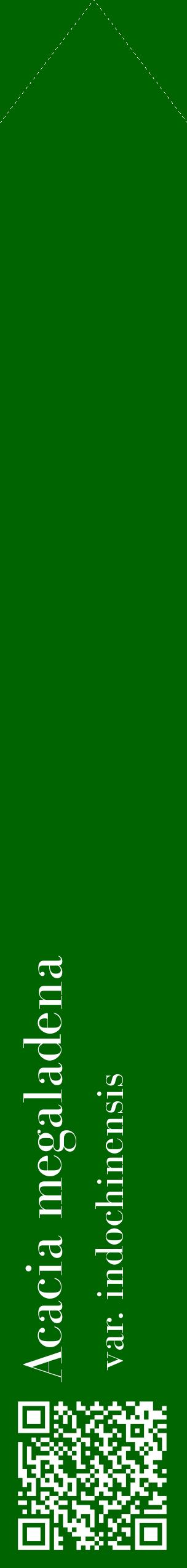 Étiquette de : Acacia megaladena var. indochinensis - format c - style blanche8_simplebod avec qrcode et comestibilité