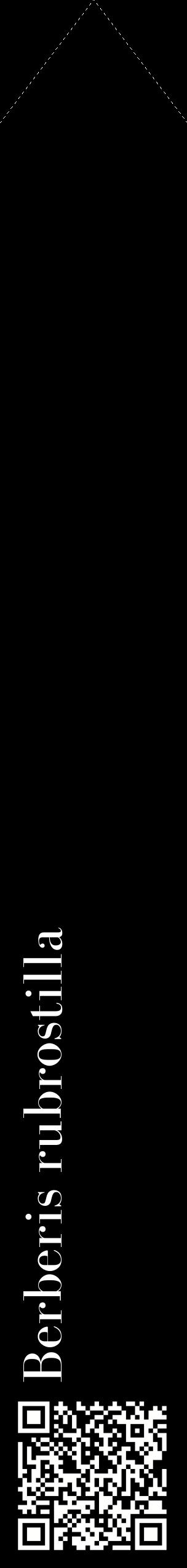 Étiquette de : Berberis rubrostilla - format c - style blanche59_simplebod avec qrcode et comestibilité