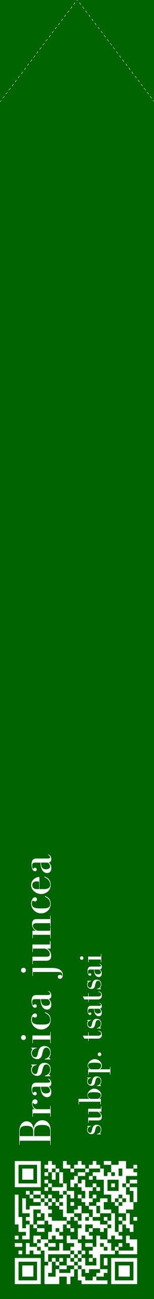 Étiquette de : Brassica juncea subsp. tsatsai - format c - style blanche8_simplebod avec qrcode et comestibilité