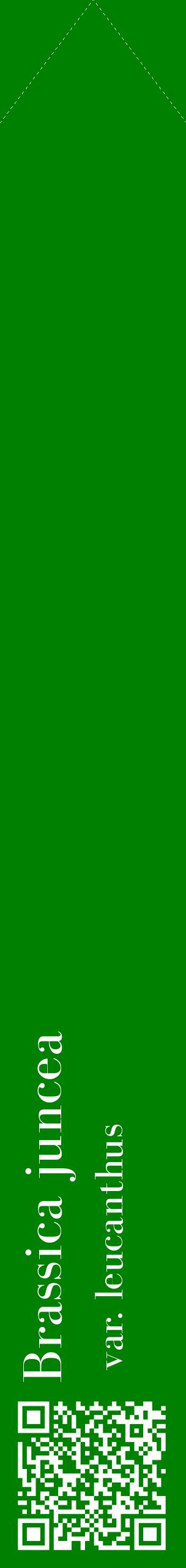 Étiquette de : Brassica juncea var. leucanthus - format c - style blanche9_simplebod avec qrcode et comestibilité