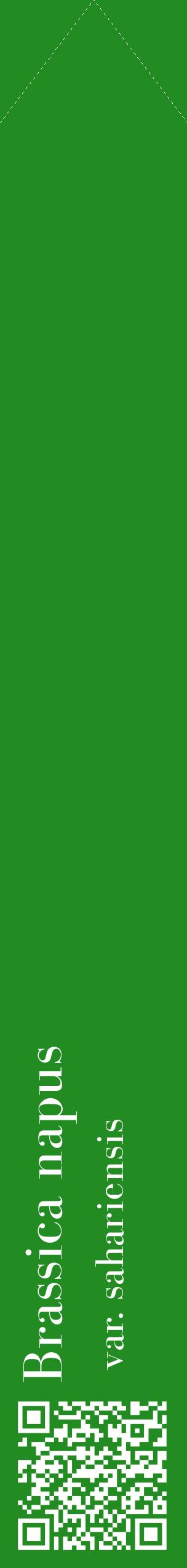 Étiquette de : Brassica napus var. sahariensis - format c - style blanche10_simplebod avec qrcode et comestibilité