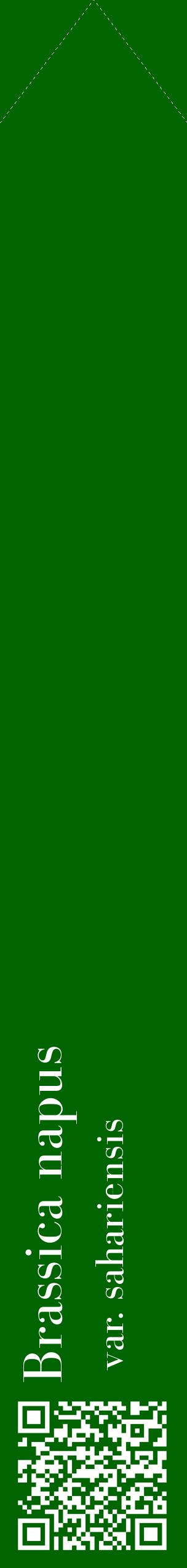 Étiquette de : Brassica napus var. sahariensis - format c - style blanche8_simplebod avec qrcode et comestibilité