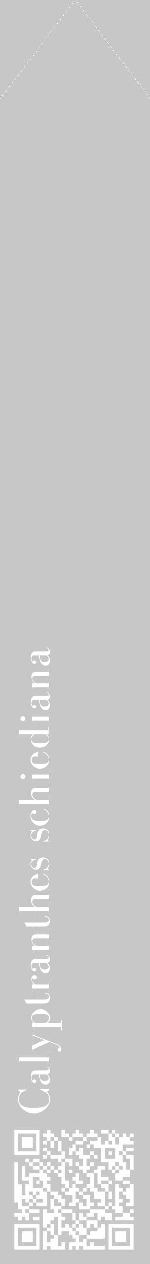 Étiquette de : Calyptranthes schiediana - format c - style blanche15_simple_simplebod avec qrcode et comestibilité - position verticale