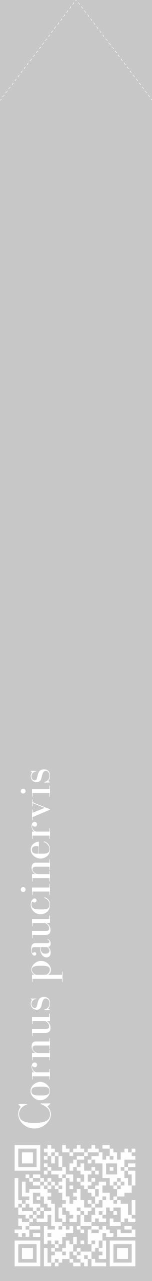 Étiquette de : Cornus paucinervis - format c - style blanche15_simple_simplebod avec qrcode et comestibilité - position verticale