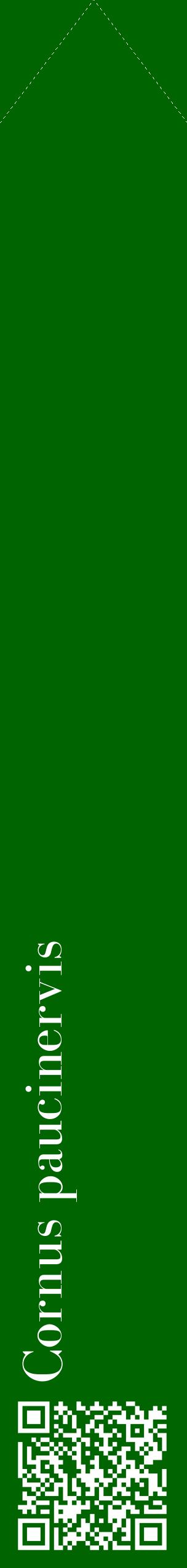 Étiquette de : Cornus paucinervis - format c - style blanche8_simplebod avec qrcode et comestibilité