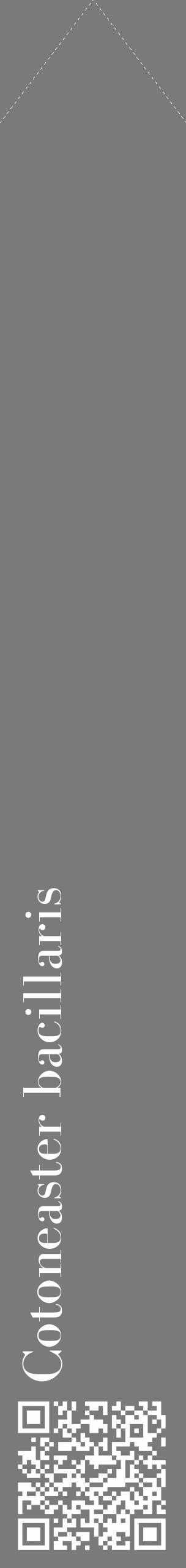 Étiquette de : Cotoneaster bacillaris - format c - style blanche3_simple_simplebod avec qrcode et comestibilité - position verticale