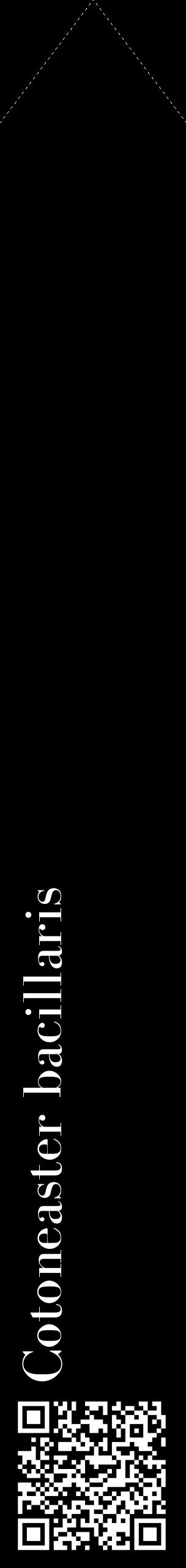 Étiquette de : Cotoneaster bacillaris - format c - style blanche59_simplebod avec qrcode et comestibilité