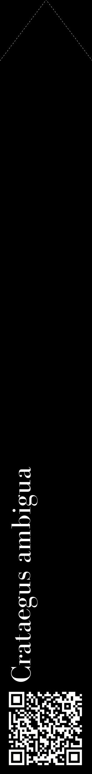 Étiquette de : Crataegus ambigua - format c - style blanche59_simplebod avec qrcode et comestibilité