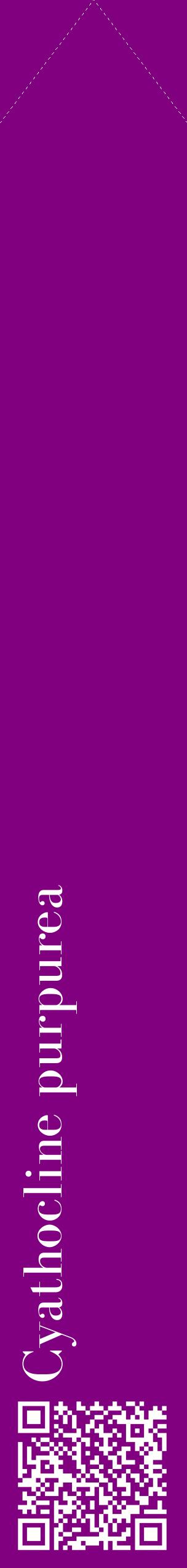 Étiquette de : Cyathocline purpurea - format c - style blanche46_simplebod avec qrcode et comestibilité