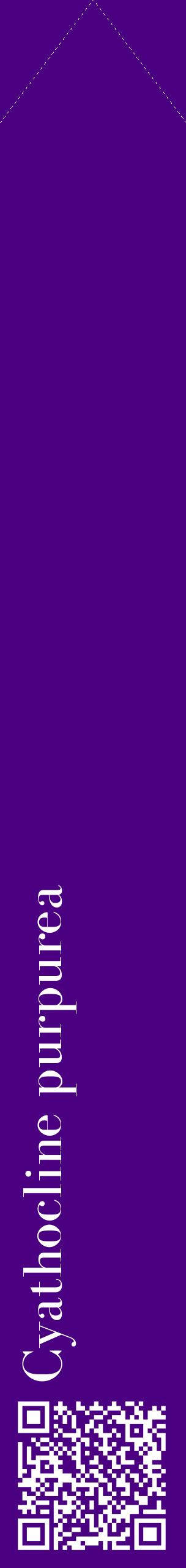 Étiquette de : Cyathocline purpurea - format c - style blanche47_simplebod avec qrcode et comestibilité