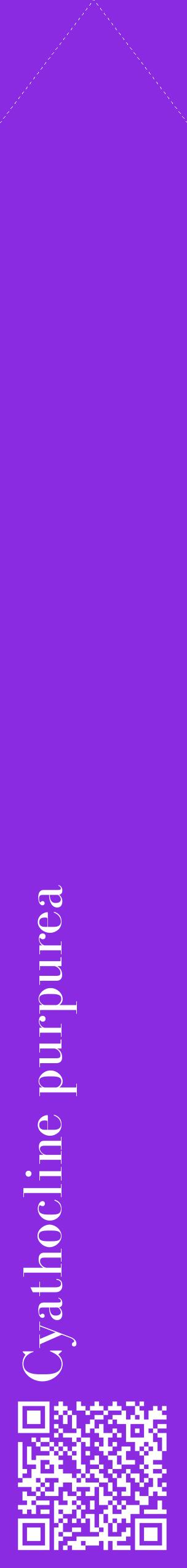 Étiquette de : Cyathocline purpurea - format c - style blanche49_simplebod avec qrcode et comestibilité
