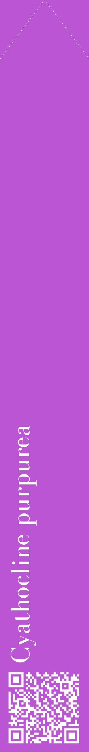 Étiquette de : Cyathocline purpurea - format c - style blanche50_simplebod avec qrcode et comestibilité
