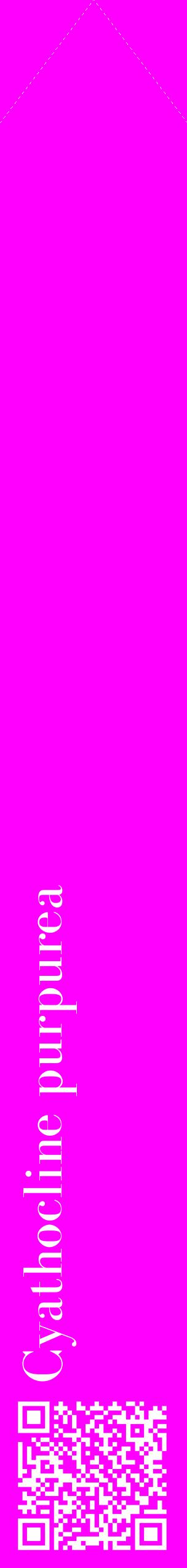 Étiquette de : Cyathocline purpurea - format c - style blanche51_simplebod avec qrcode et comestibilité