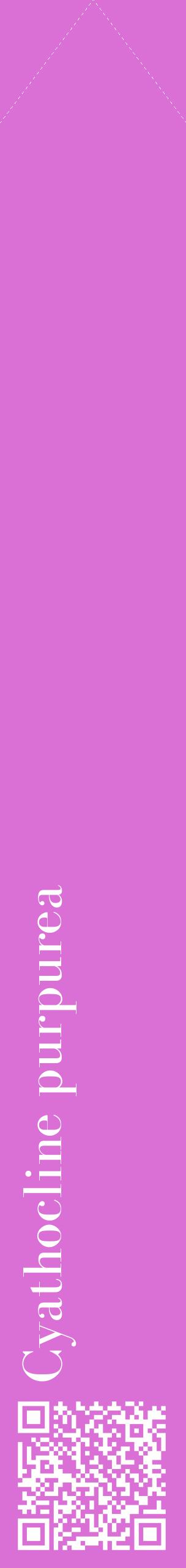 Étiquette de : Cyathocline purpurea - format c - style blanche52_simplebod avec qrcode et comestibilité