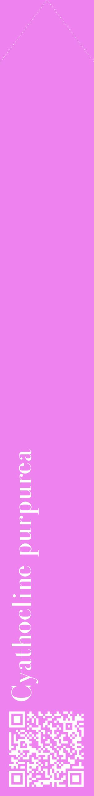 Étiquette de : Cyathocline purpurea - format c - style blanche53_simplebod avec qrcode et comestibilité
