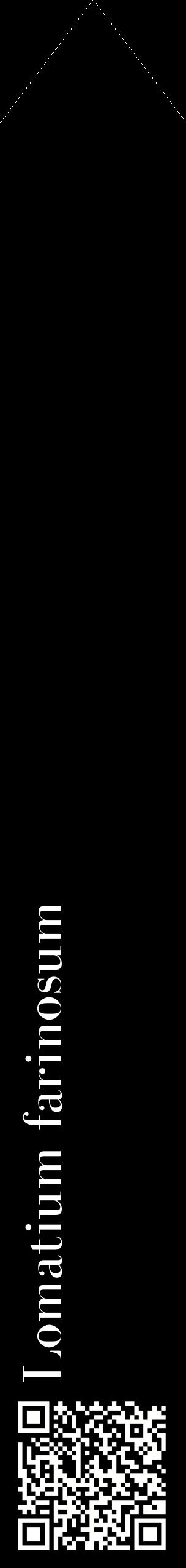 Étiquette de : Lomatium farinosum - format c - style blanche59_simplebod avec qrcode et comestibilité