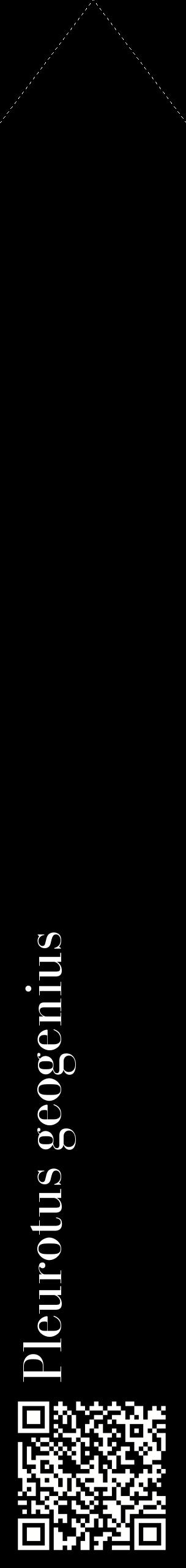 Étiquette de : Pleurotus geogenius - format c - style blanche59_simplebod avec qrcode et comestibilité
