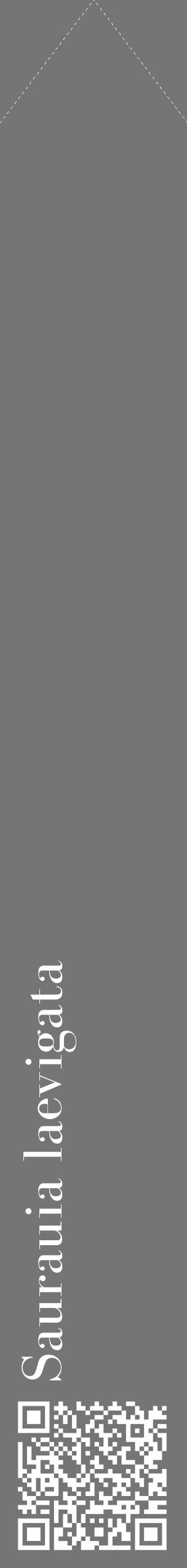 Étiquette de : Saurauia laevigata - format c - style blanche5_simple_simplebod avec qrcode et comestibilité - position verticale