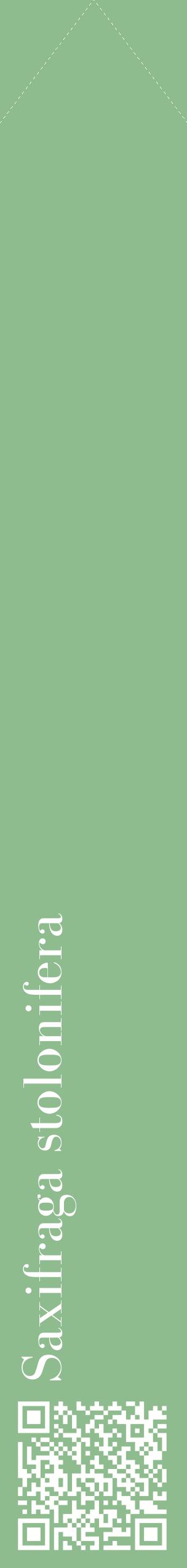 Étiquette de : Saxifraga stolonifera - format c - style blanche13_simplebod avec qrcode et comestibilité