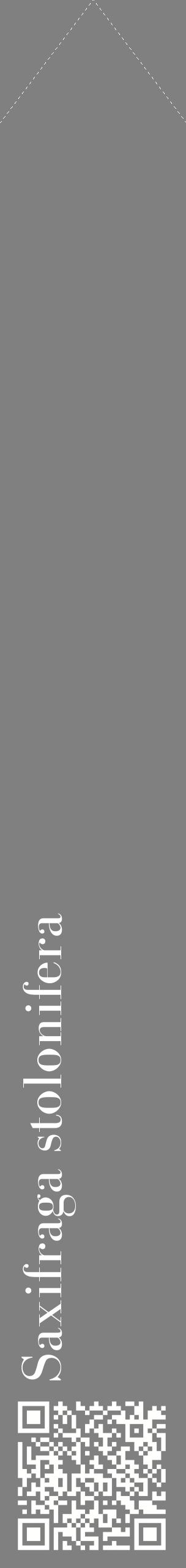 Étiquette de : Saxifraga stolonifera - format c - style blanche57_simplebod avec qrcode et comestibilité