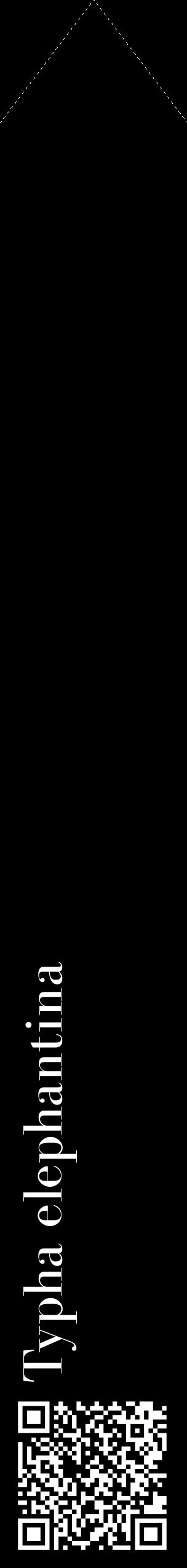 Étiquette de : Typha elephantina - format c - style blanche59_simplebod avec qrcode et comestibilité