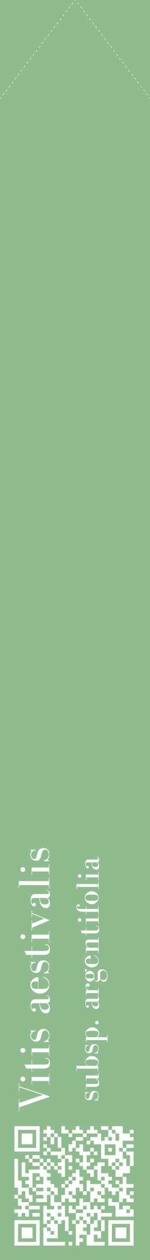Étiquette de : Vitis aestivalis subsp. argentifolia - format c - style blanche13_simplebod avec qrcode et comestibilité