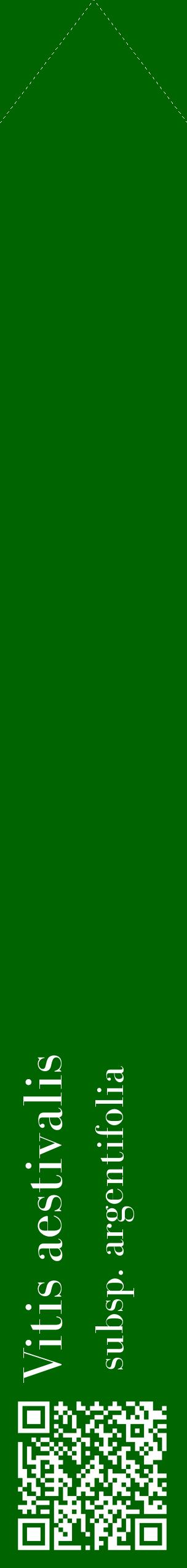 Étiquette de : Vitis aestivalis subsp. argentifolia - format c - style blanche8_simplebod avec qrcode et comestibilité