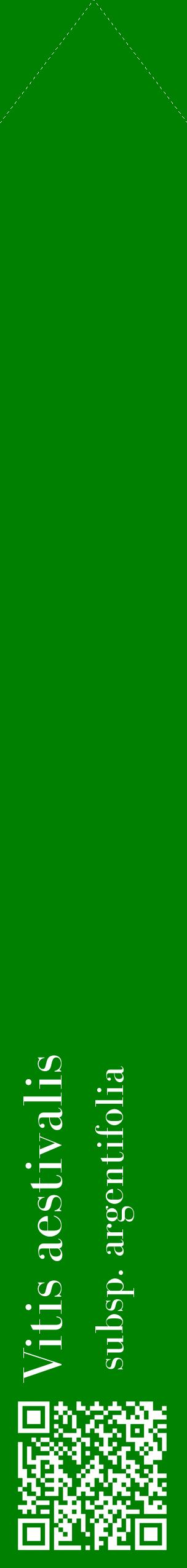 Étiquette de : Vitis aestivalis subsp. argentifolia - format c - style blanche9_simplebod avec qrcode et comestibilité