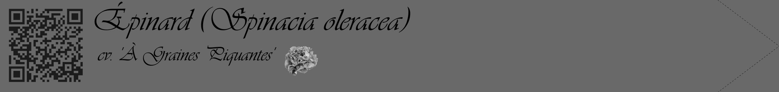 Étiquette de : Spinacia oleracea cv. 'À Graines Piquantes' - format c - style noire51simple_basique_basiqueviv avec qrcode et comestibilité simplifiée