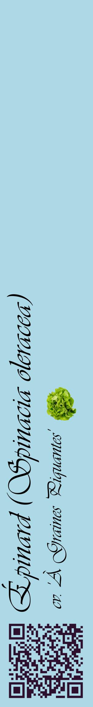Étiquette de : Spinacia oleracea cv. 'À Graines Piquantes' - format c - style noire0_basiqueviv avec qrcode et comestibilité simplifiée