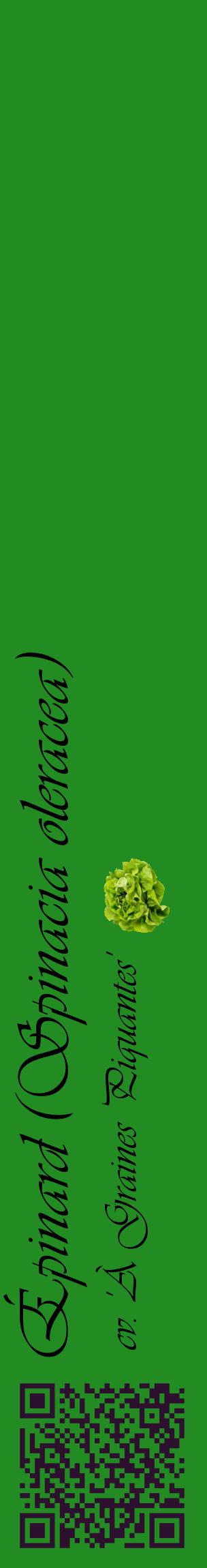 Étiquette de : Spinacia oleracea cv. 'À Graines Piquantes' - format c - style noire10_basiqueviv avec qrcode et comestibilité simplifiée