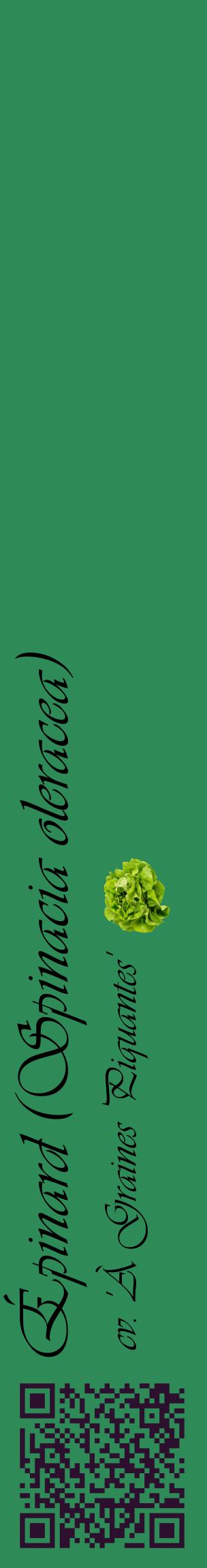 Étiquette de : Spinacia oleracea cv. 'À Graines Piquantes' - format c - style noire11_basiqueviv avec qrcode et comestibilité simplifiée