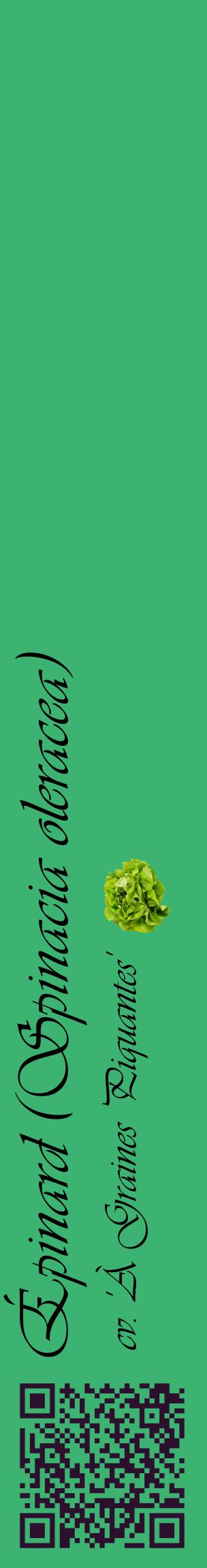 Étiquette de : Spinacia oleracea cv. 'À Graines Piquantes' - format c - style noire12_basiqueviv avec qrcode et comestibilité simplifiée