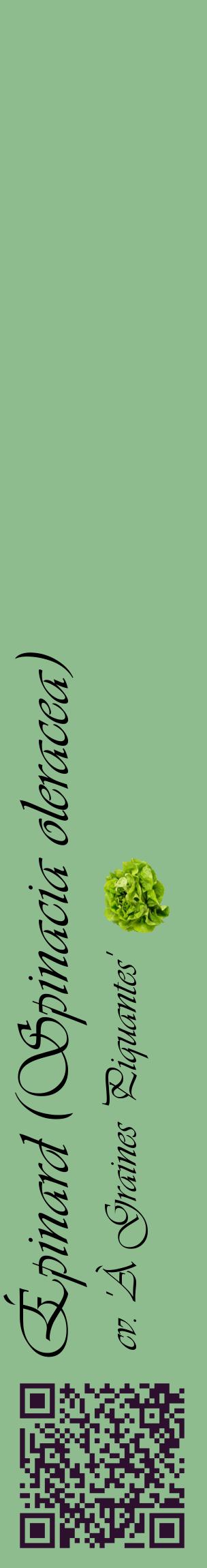 Étiquette de : Spinacia oleracea cv. 'À Graines Piquantes' - format c - style noire13_basiqueviv avec qrcode et comestibilité simplifiée