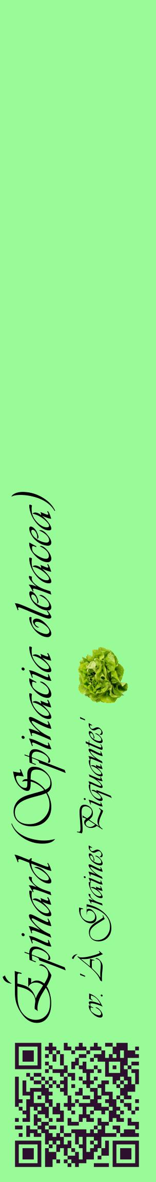 Étiquette de : Spinacia oleracea cv. 'À Graines Piquantes' - format c - style noire14_basiqueviv avec qrcode et comestibilité simplifiée