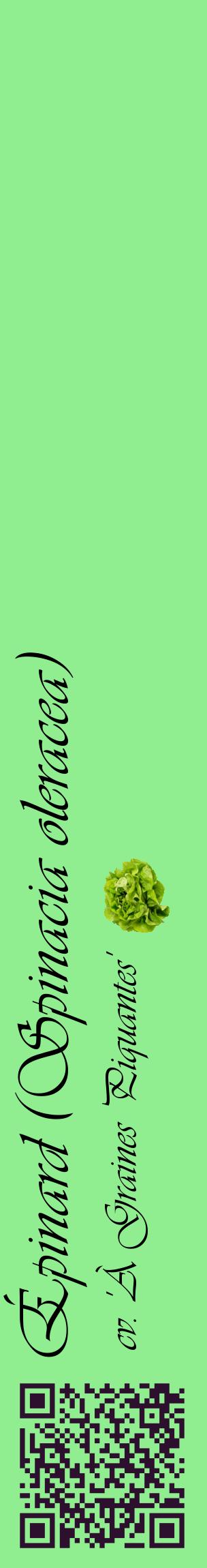 Étiquette de : Spinacia oleracea cv. 'À Graines Piquantes' - format c - style noire15_basiqueviv avec qrcode et comestibilité simplifiée
