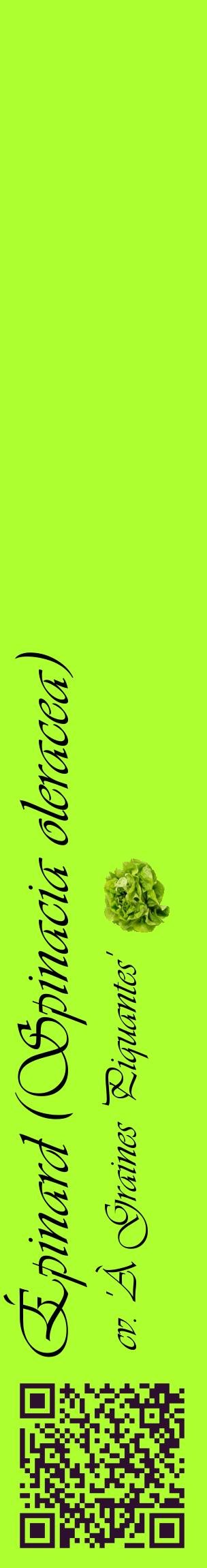 Étiquette de : Spinacia oleracea cv. 'À Graines Piquantes' - format c - style noire17_basiqueviv avec qrcode et comestibilité simplifiée