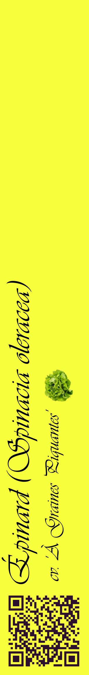 Étiquette de : Spinacia oleracea cv. 'À Graines Piquantes' - format c - style noire18_basiqueviv avec qrcode et comestibilité simplifiée