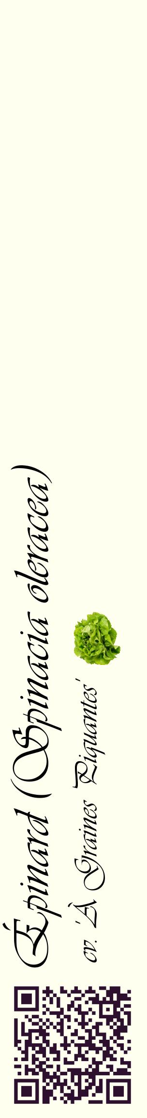 Étiquette de : Spinacia oleracea cv. 'À Graines Piquantes' - format c - style noire19_basiqueviv avec qrcode et comestibilité simplifiée