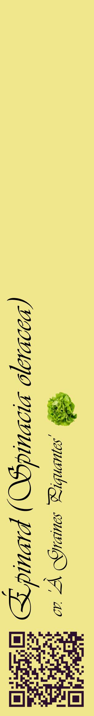 Étiquette de : Spinacia oleracea cv. 'À Graines Piquantes' - format c - style noire20_basiqueviv avec qrcode et comestibilité simplifiée