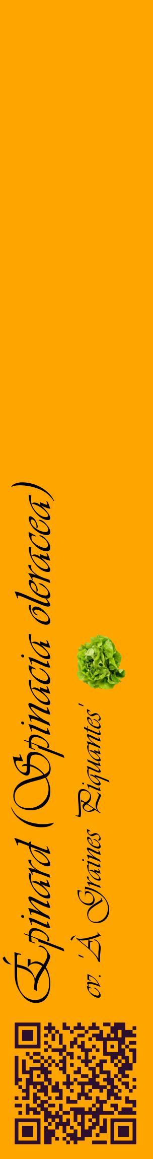 Étiquette de : Spinacia oleracea cv. 'À Graines Piquantes' - format c - style noire22_basiqueviv avec qrcode et comestibilité simplifiée