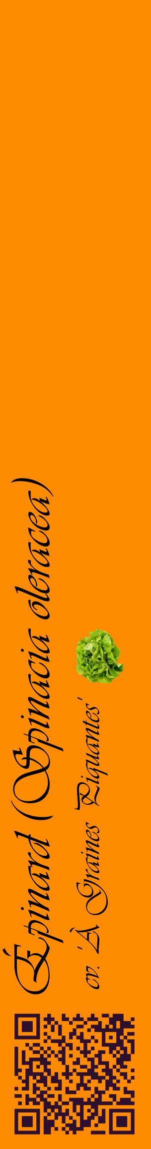 Étiquette de : Spinacia oleracea cv. 'À Graines Piquantes' - format c - style noire23_basiqueviv avec qrcode et comestibilité simplifiée