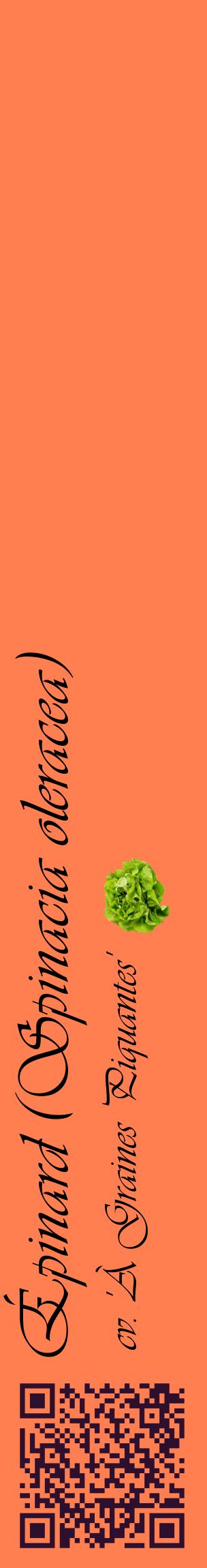 Étiquette de : Spinacia oleracea cv. 'À Graines Piquantes' - format c - style noire24_basiqueviv avec qrcode et comestibilité simplifiée