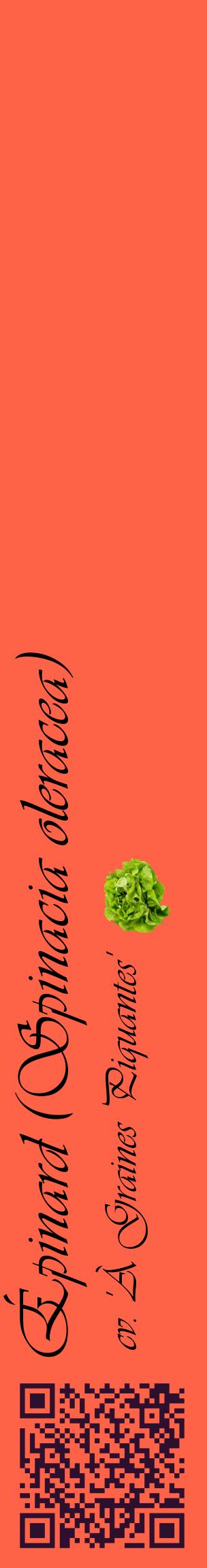 Étiquette de : Spinacia oleracea cv. 'À Graines Piquantes' - format c - style noire25_basiqueviv avec qrcode et comestibilité simplifiée