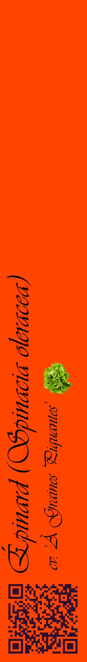 Étiquette de : Spinacia oleracea cv. 'À Graines Piquantes' - format c - style noire26_basiqueviv avec qrcode et comestibilité simplifiée